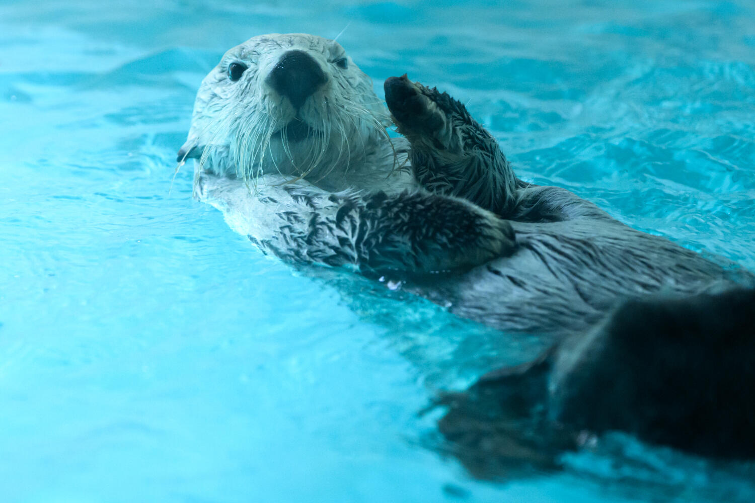 鳥羽水族館